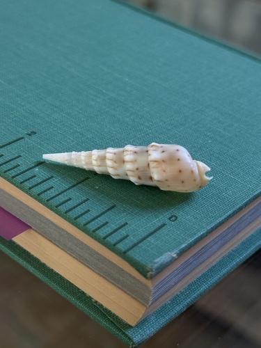 Terebra observed 2026-08-18