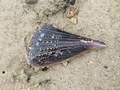 Pinna muricata observed 2026-08-08