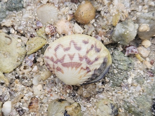 Gafrarium divaricatum observed 2026-08-08