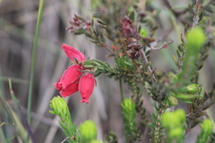Erica oatesii
