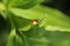 Cassida subreticulata