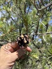 (c) Sam Kieschnick, some rights reserved (CC BY) Pinus cembroides, photograph (c) Sam Kieschnick, some rights reserved (CC BY)