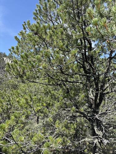 Pinus cembroides, photograph 2