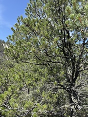 (c) Sam Kieschnick, some rights reserved (CC BY) Pinus cembroides, photograph (c) Sam Kieschnick, some rights reserved (CC BY)