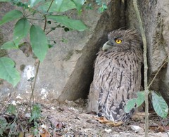 Ketupa zeylonensis