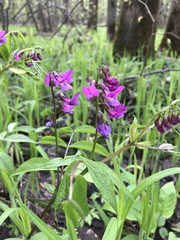 Lathyrus vernus