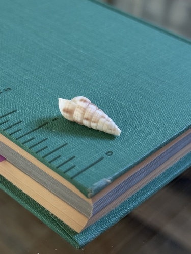 Pyramidella sulcata observed 2026-08-18