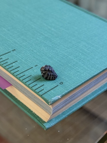 Morula granulata, 2026-08-18
