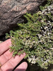 Selaginella peruviana