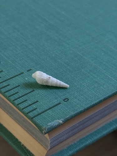 Terebra observed 2026-08-18