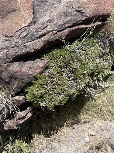 Selaginella peruviana, photograph 2