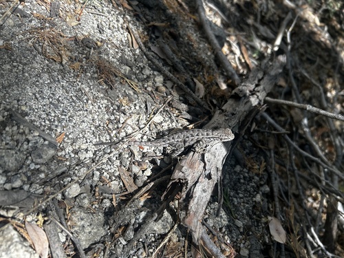 iNaturalist observation photo of Snakes and Lizards