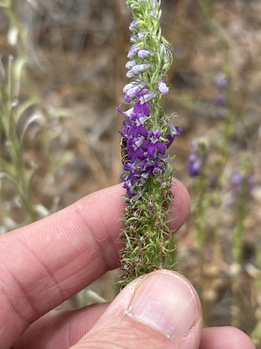 Lobelia fenestralis, photograph 1