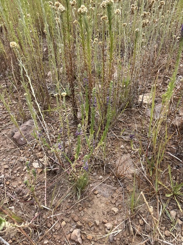 Lobelia fenestralis, photograph 2