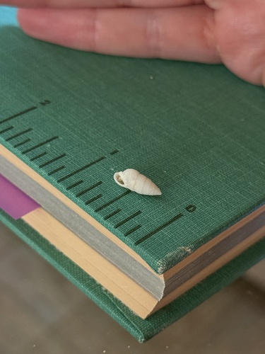 Otopleura mitralis observed 2026-08-18