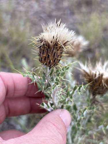 Cirsium ochrocentrum, photograph 2