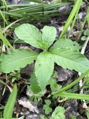 Mercurialis perennis
