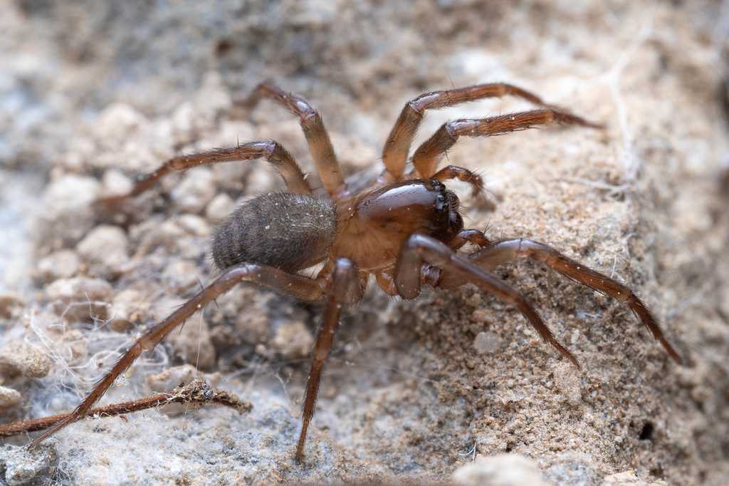 Cybaeus fraxineus