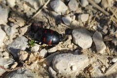 Hister quadrimaculatus