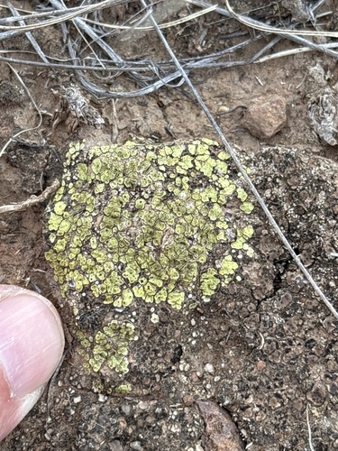 Soil Paint Lichen
