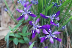 Iris rossii