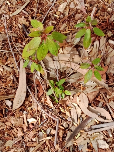 Malabar Melastome
