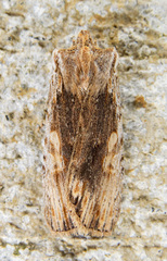 Lithophane petulca