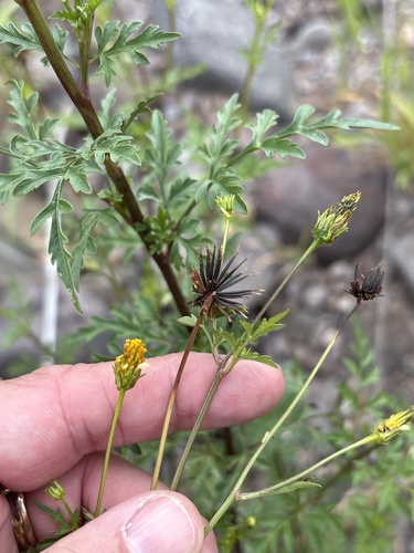 Bidens bigelovii, photograph 3