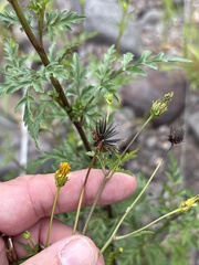 Bidens bigelovii, photograph (c) Sam Kieschnick, some rights reserved (CC BY)
