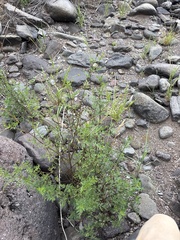 Bidens bigelovii, photograph (c) Sam Kieschnick, some rights reserved (CC BY)