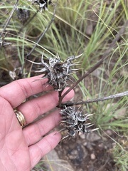 Datura quercifolia