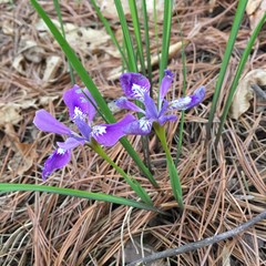 Iris rossii