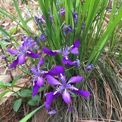 Iris rossii