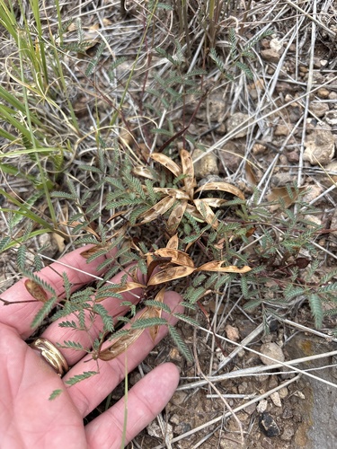 Calliandra humilis