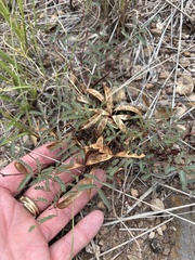 Calliandra humilis