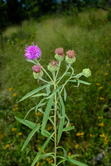 (c) Nathan Aaron, some rights reserved (CC BY) Vernonia arkansana, photograph (c) Nathan Aaron, some rights reserved (CC BY)