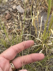 Panicum hallii, photograph (c) Sam Kieschnick, some rights reserved (CC BY)