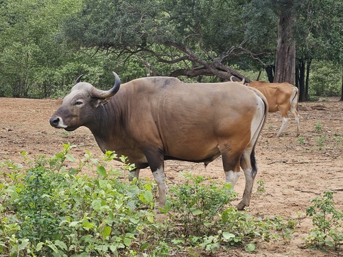 Mainland Banteng