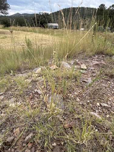 Panicum hallii, photograph 6