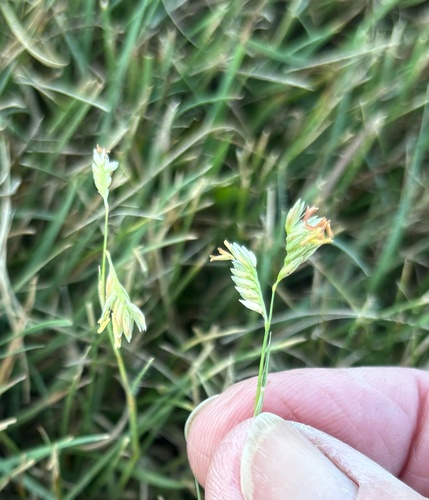 buffalograss