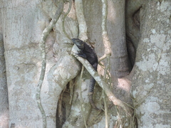 Ctenosaura acanthura