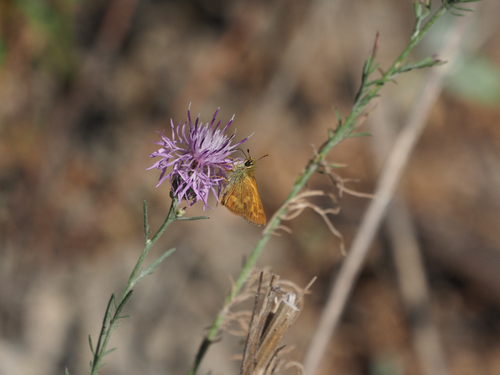 Woodland Skipper