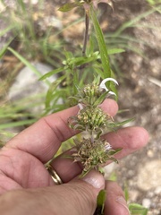 Monarda pectinata, photograph (c) Sam Kieschnick, some rights reserved (CC BY)