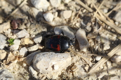 Hister quadrimaculatus