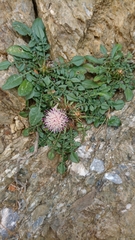 Centaurea raphanina