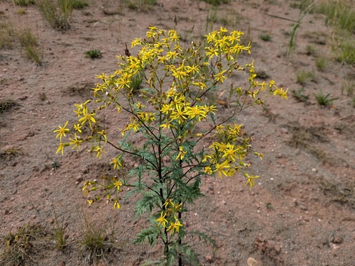 Senecio eremophilus, photograph 4