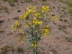 Senecio eremophilus, photograph author not stated, no rights reserved
