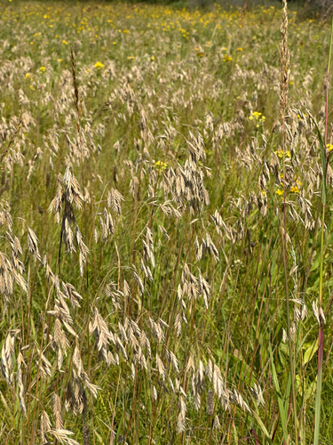 Prairie Brome