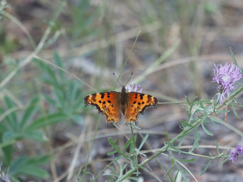 Hoary Comma