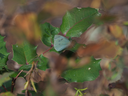 Small White